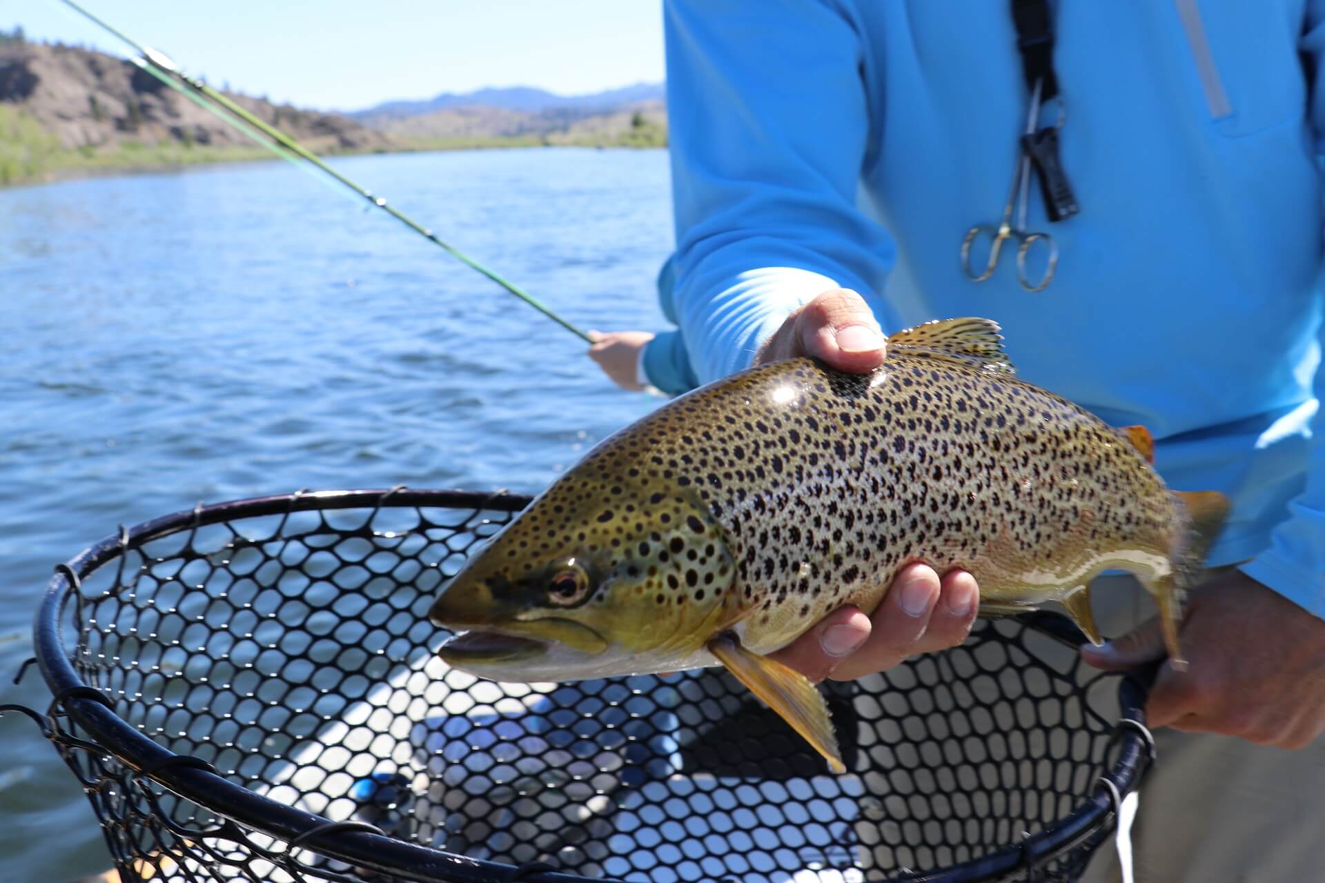 Trout Fishing Tips & Tactics Area Fish